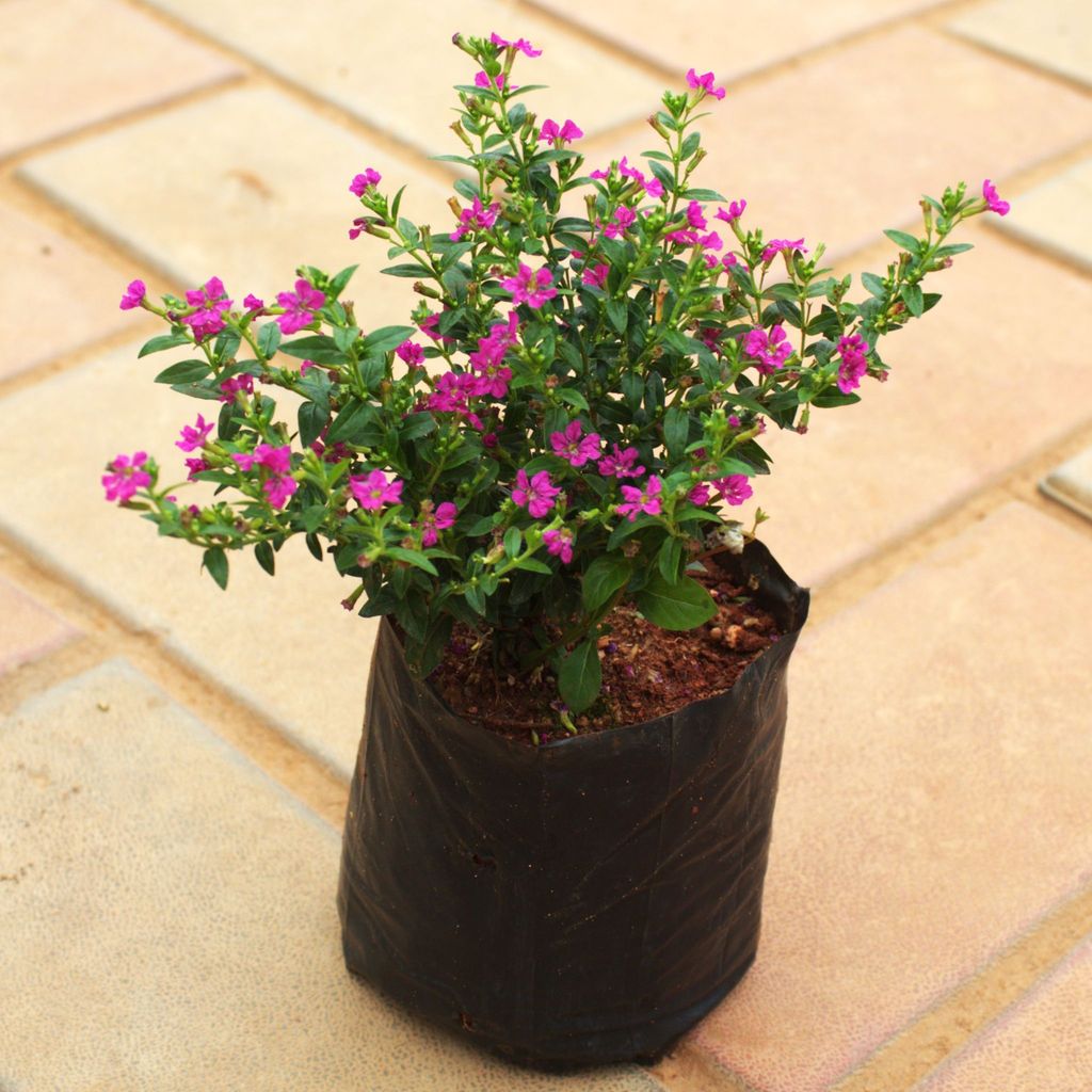Cuphea / False Heather ( Any Colour) in 4 Inch Nursery Bag Cuphea / False Heather ( Any Colour) in 4 Inch Nursery Bag