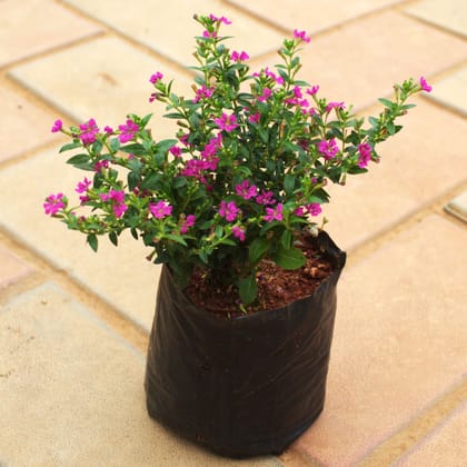 Cuphea / False Heather ( Any Colour) in 4 Inch Nursery Bag