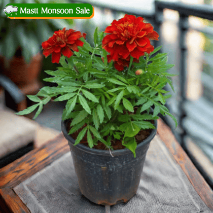 Marigold / Genda (Any Colour) in 4 Inch Nursery Pot