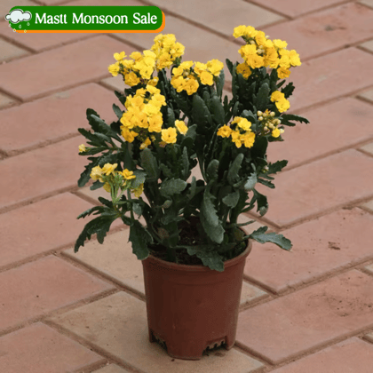 Kalanchoe Yellow Succulent in 4 Inch Nursery Pot