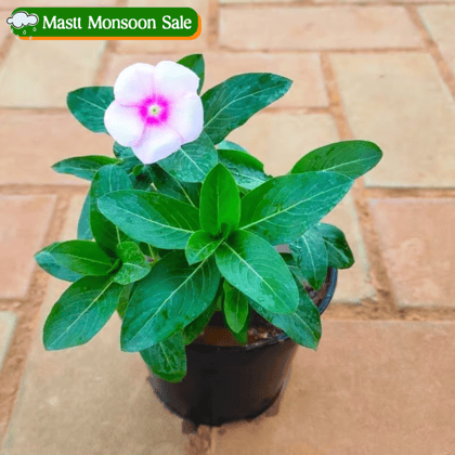 Vinca / Periwinkle / Sadabahar Pink (colour may vary) in 4 Inch Nursery Pot