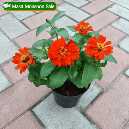 Zinnia in 5 Inch Nursery Pot (Any Colour)