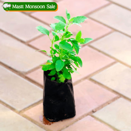 Tulsi Rama in 3 Inch Nursery Bag