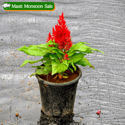 Celosia / Cockscomb Red in 4 Inch Nursery Pot