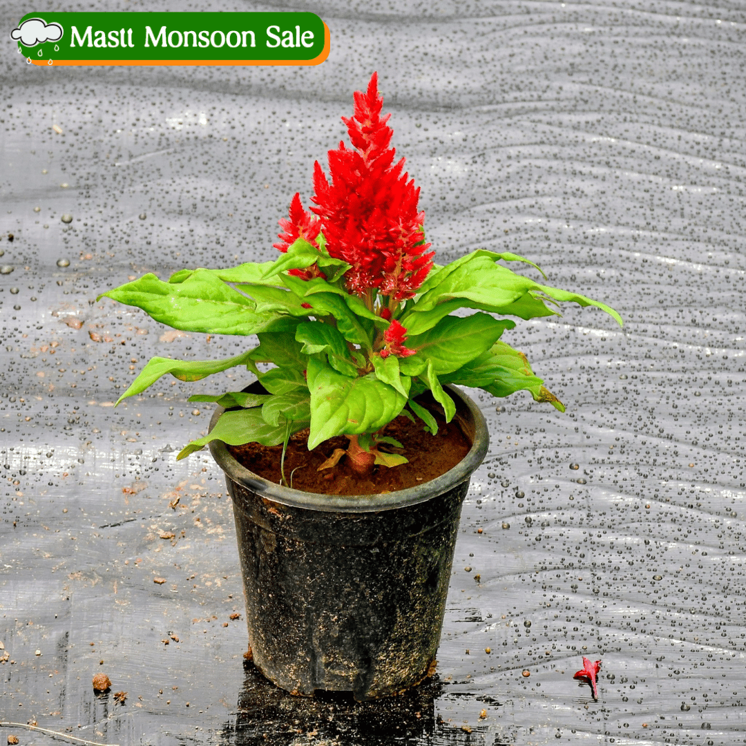 Celosia / Cockscomb Red in 4 Inch Nursery Pot