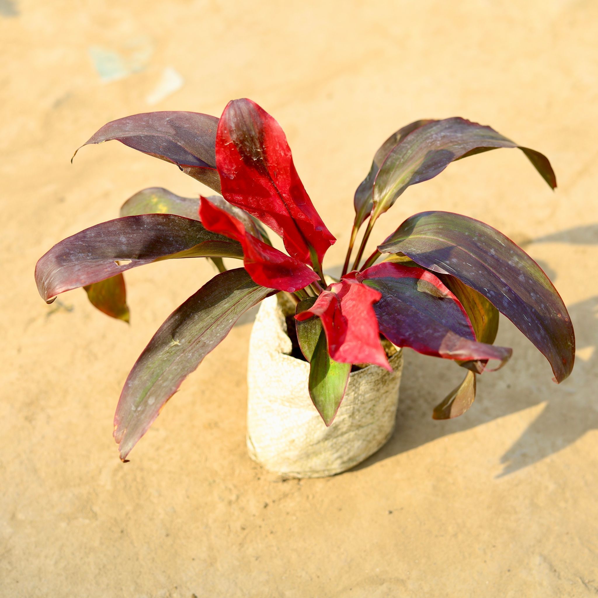 Dracaena Rosea in 4 Inch Nursery Bag