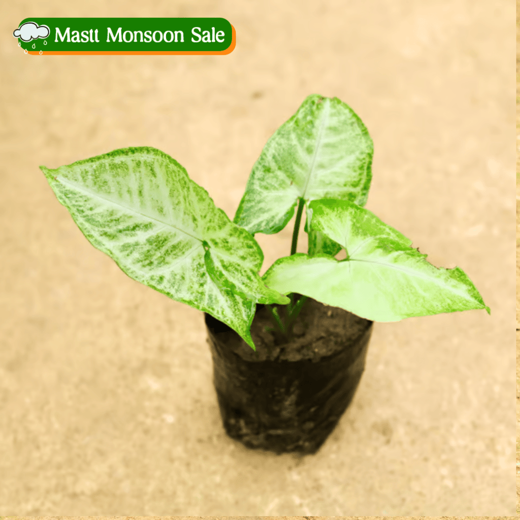 Syngonium Variegated in 4 Inch Nursery Bag Syngonium Variegated in 4 Inch Nursery Bag