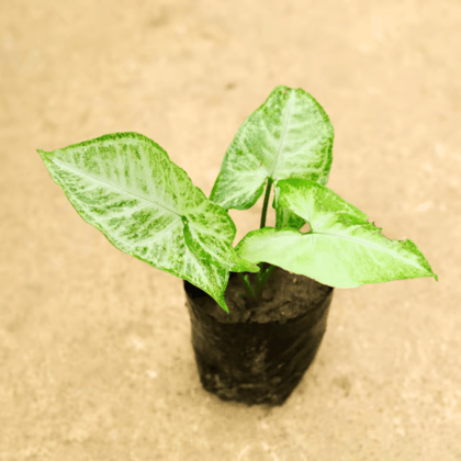 Syngonium Variegated in 4 Inch Nursery Bag