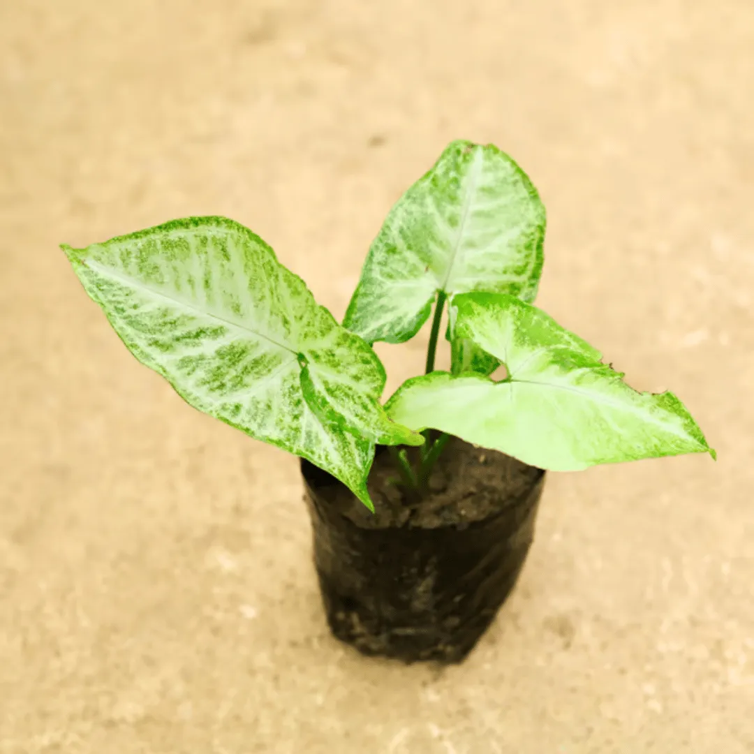 Syngonium Variegated in 4 Inch Nursery Bag