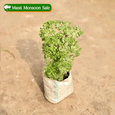 Aralia Bush in 4 Inch Nursery Bag