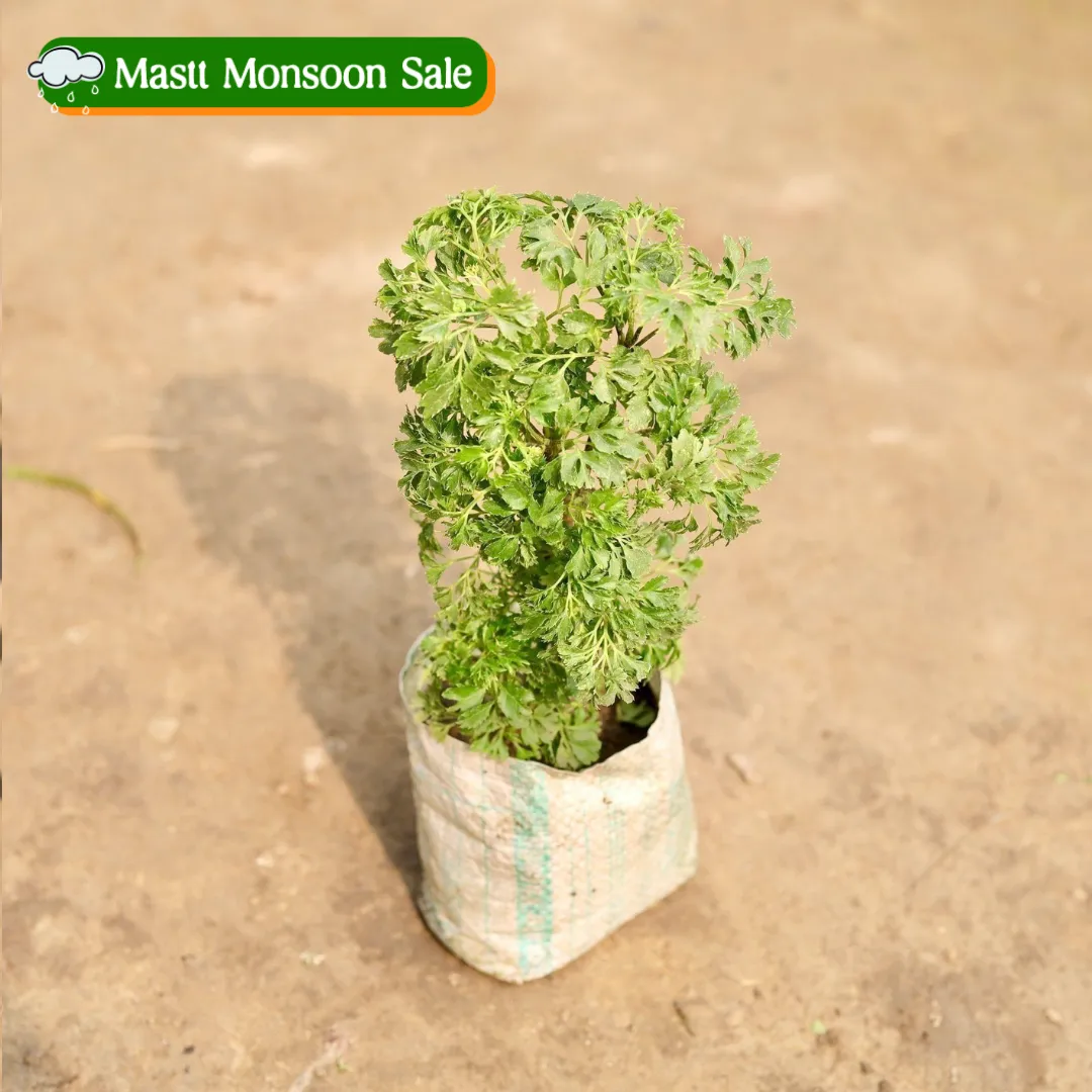 Aralia Bush in 4 Inch Nursery Bag