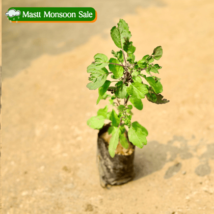 Buy Shyama Tulsi in 4 Inch Nursery Bag Online | Urvann.com