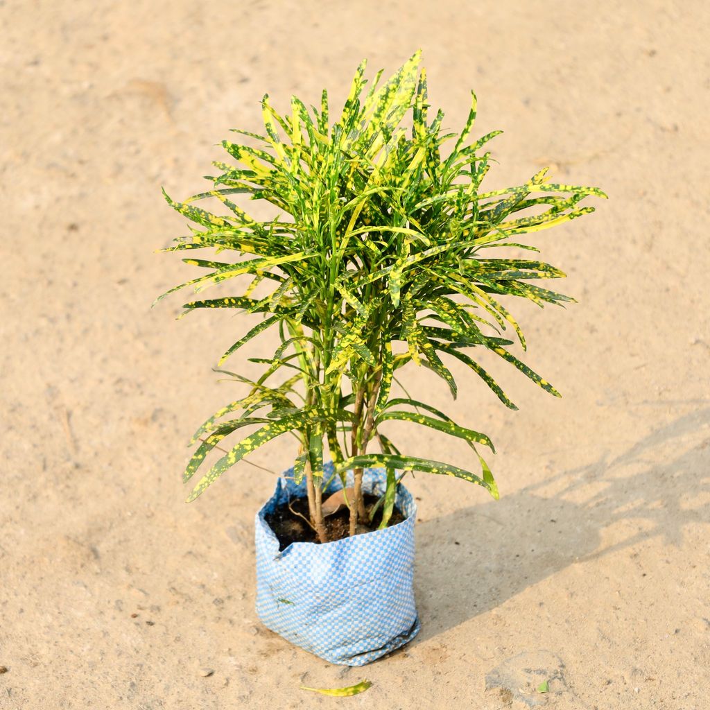 Buy Chironji Croton in 4 Inch Nursery Bag Online | Urvann.com Chironji Croton in 4 Inch Nursery Bag