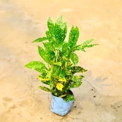 Baby Croton in 4 Inch Nursery Bag