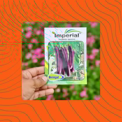 Free Gift - Brinjal Long Seeds - Excellent Germination - Flash Sale