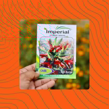 Free Gift - Chilli / Mirchi Surya Seeds - Excellent Germination - Flash Sale