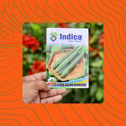 Free Gift - Ridge Gourd / Dhari Tori Seeds - Excellent Germination - Flash Sale