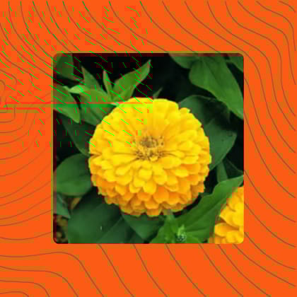 Free Gift - Zinnia Yellow Seeds  - Excellent Germination Summer Seeds - Flash Sale