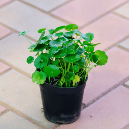 Brahmi Dollar / Pennywort / Coin Plant in 4 Inch Nursery Pot
