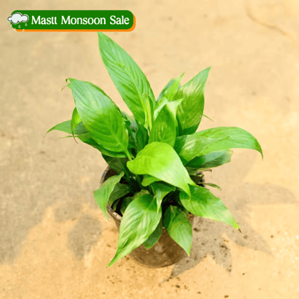 Peace Lily in 4 Inch Nursery Pot