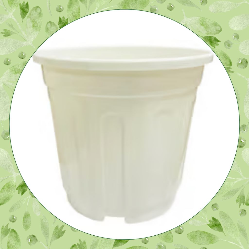Free Gift - 6 Inch White Super Nursery Pot - Flash Sale Free Gift - 6 Inch White Super Nursery Pot - Flash Sale