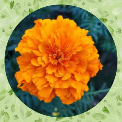 Free Gift - Marigold / Genda Mixed Seeds - Excellent Germination - Flash Sale