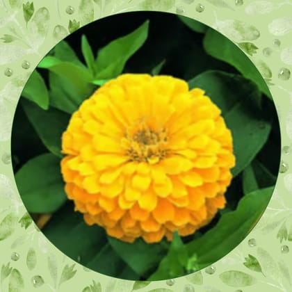 Free Gift - Zinnia Yellow Seeds  - Excellent Germination Summer Seeds - Flash Sale