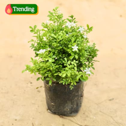 Murraya / Madhu Kamini (any colour) in 4 Inch Nursery Bag