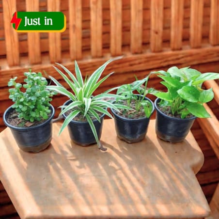 Living Luck Bundle - Set of 4 - Money Plant Green, Jade, Monstera Broken Heart & Spider in 4 Inch Nursery Pot Living Luck Bundle - Set of 4 - Money Plant Green, Jade, Monstera Broken Heart & Spider in 4 Inch Nursery Pot