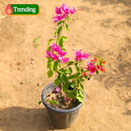 Bougainvillea Pink in 8 Inch Nursery Pot