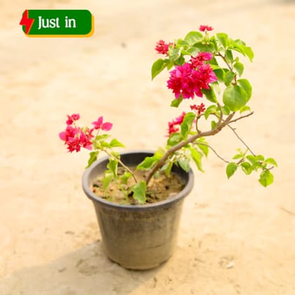 Bougainvillea Pink in 8 Inch Nursery Pot