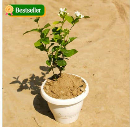 Mogra White in 8 Inch Classy White Plastic Pot