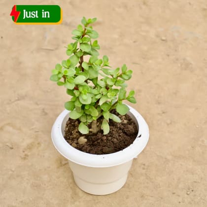 English Jade in 6 Inch White Classy Plastic Pot