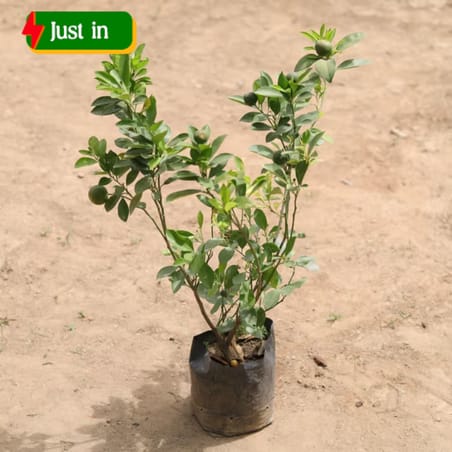 China Orange Plant in 7 Inch Nursery Bag