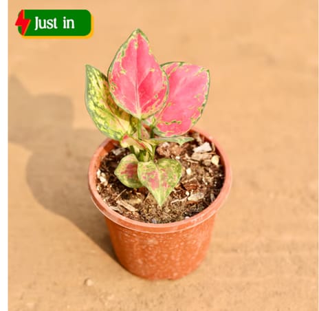 Aglaonema Pink in 4 Inch Nursery Pot