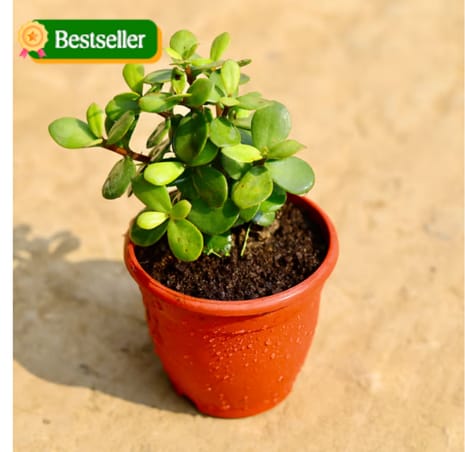 English Jade in 4 Inch Red Nursery Pot