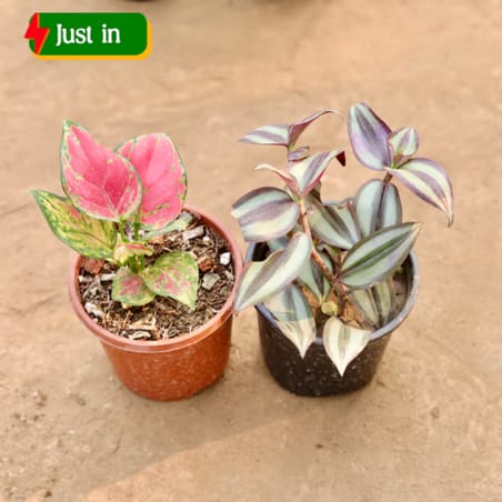 Set of of 2 - Aglaonema Pink & Wandering Jew in 4 Inch Nursery Pot Set of of 2 - Aglaonema Pink & Wandering Jew in 4 Inch Nursery Pot