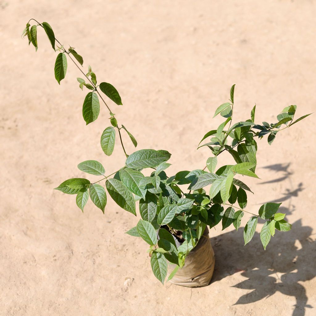 Madhumalti / Rangoon Creeper in 4 Inch Nursery Bag Madhumalti / Rangoon Creeper in 4 Inch Nursery Bag
