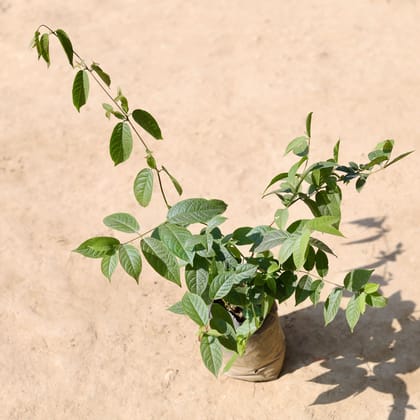 Madhumalti / Rangoon Creeper in 4 Inch Nursery Bag