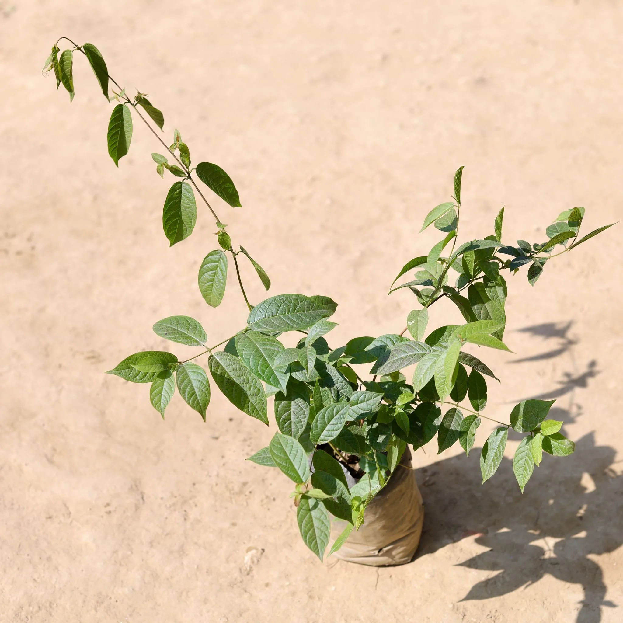 Madhumalti / Rangoon Creeper in 4 Inch Nursery Bag