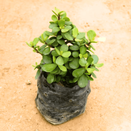 Bangalore Jade / Big Leaf Jade in 4 Inch Nursery Bag