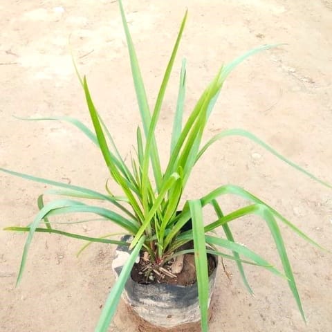 Rajnigandha in 5 Inch Nursery Bag