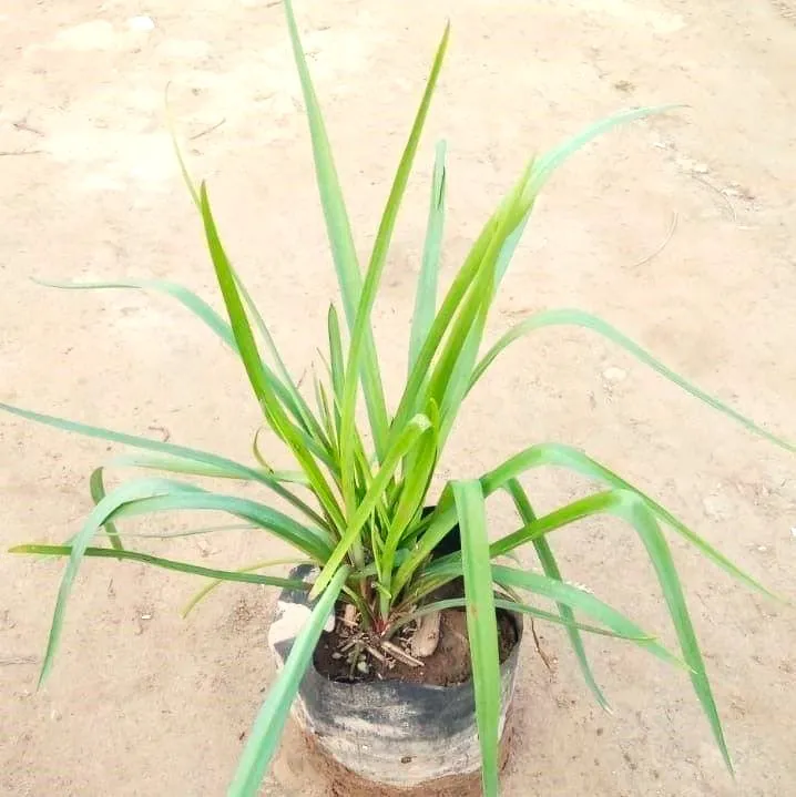 Rajnigandha in 5 Inch Nursery Bag