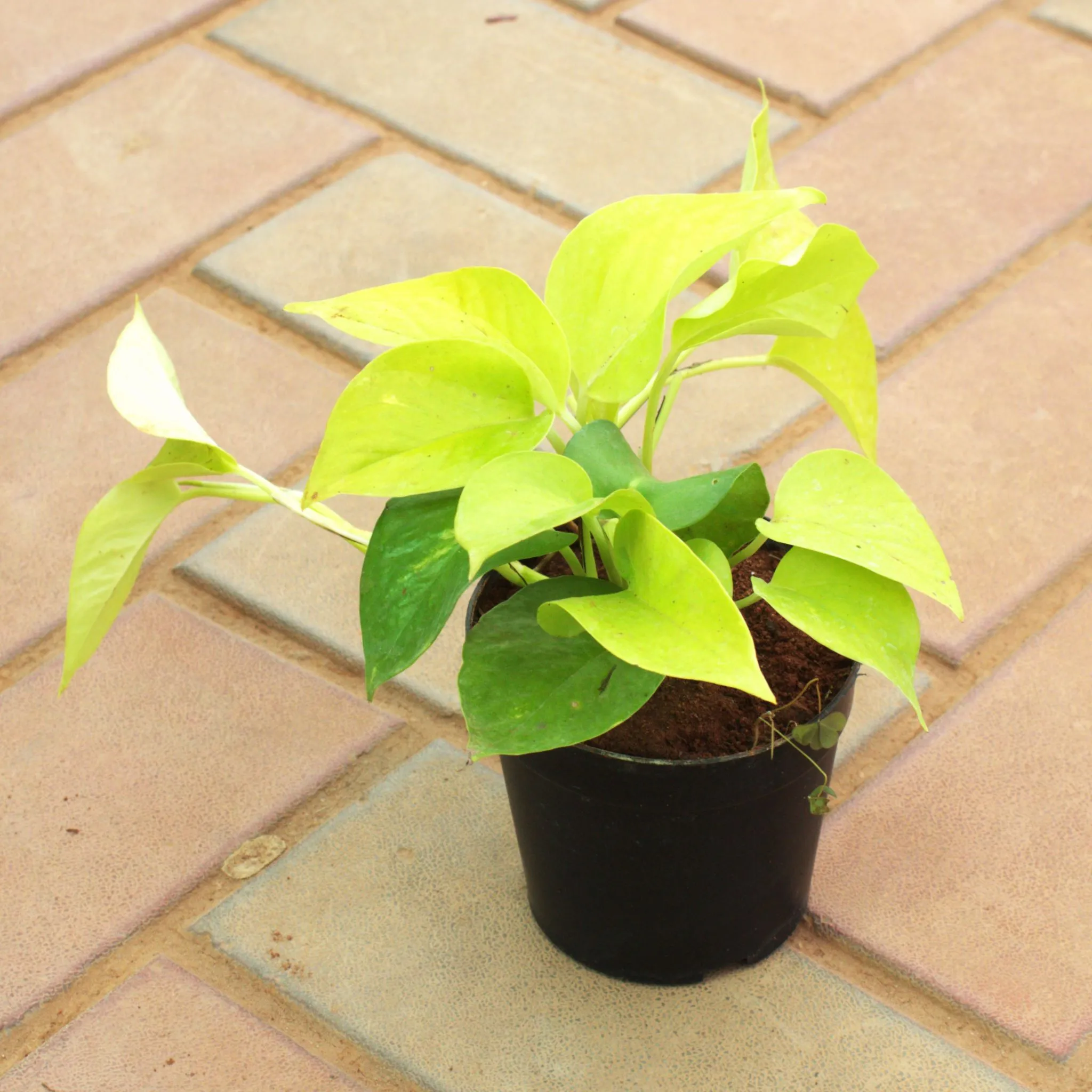 Golden Money Plant in 4 Inch Nursery Pot