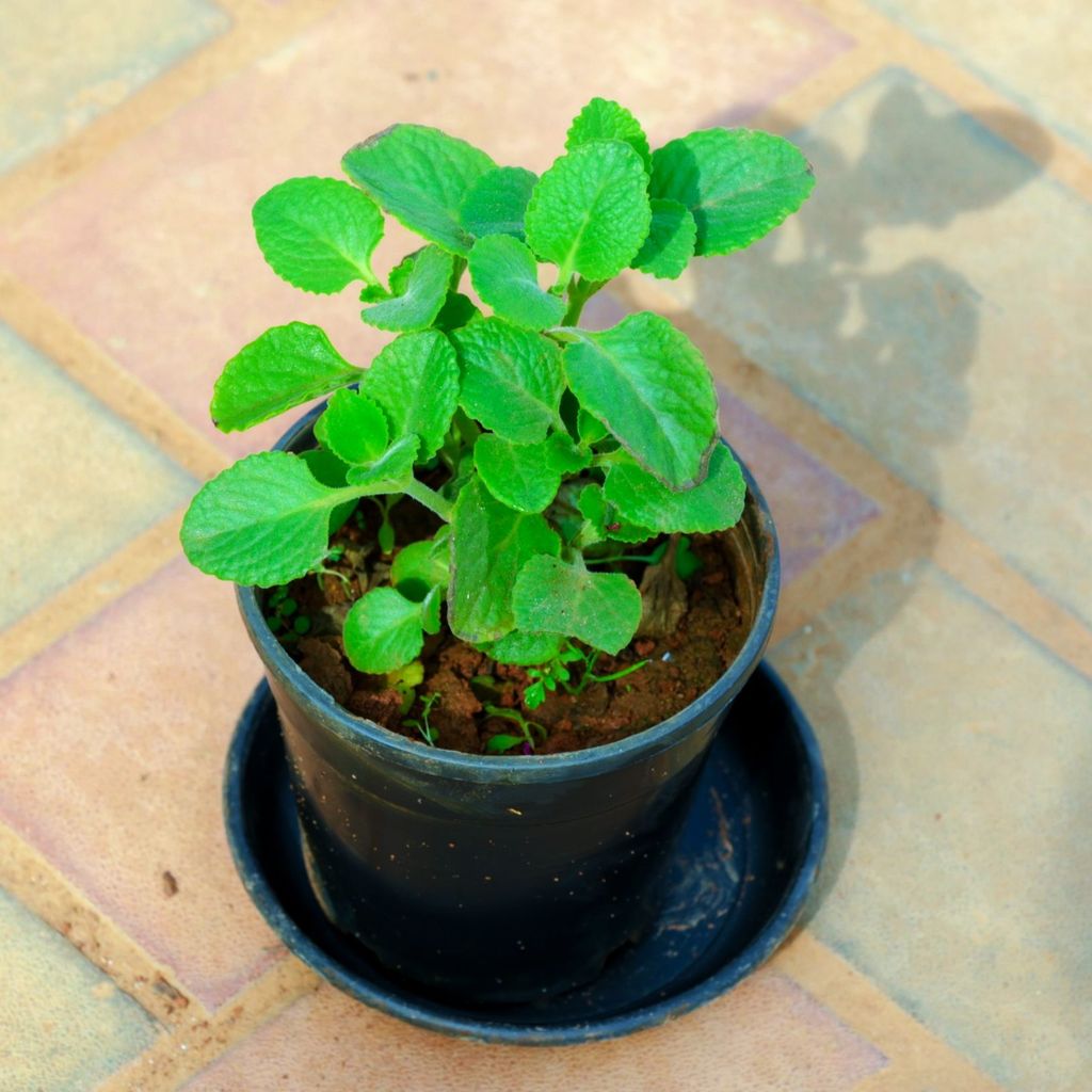Ajwain Plant in 4 Inch Nursery Pot With Tray Ajwain Plant in 4 Inch Nursery Pot With Tray