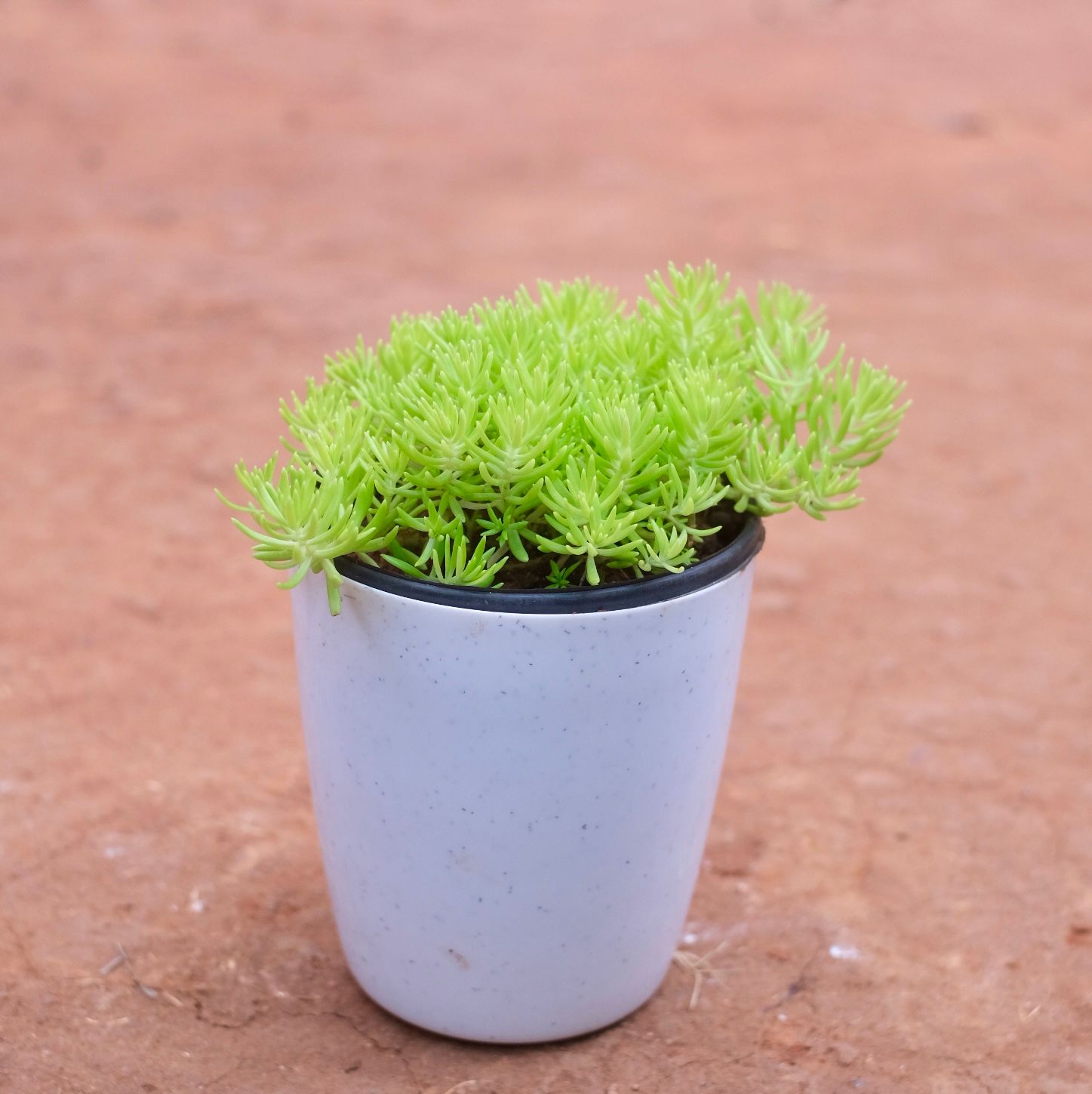Sedum Yellow Succulent in 5 Inch Cloudy White Round Plastic Pot