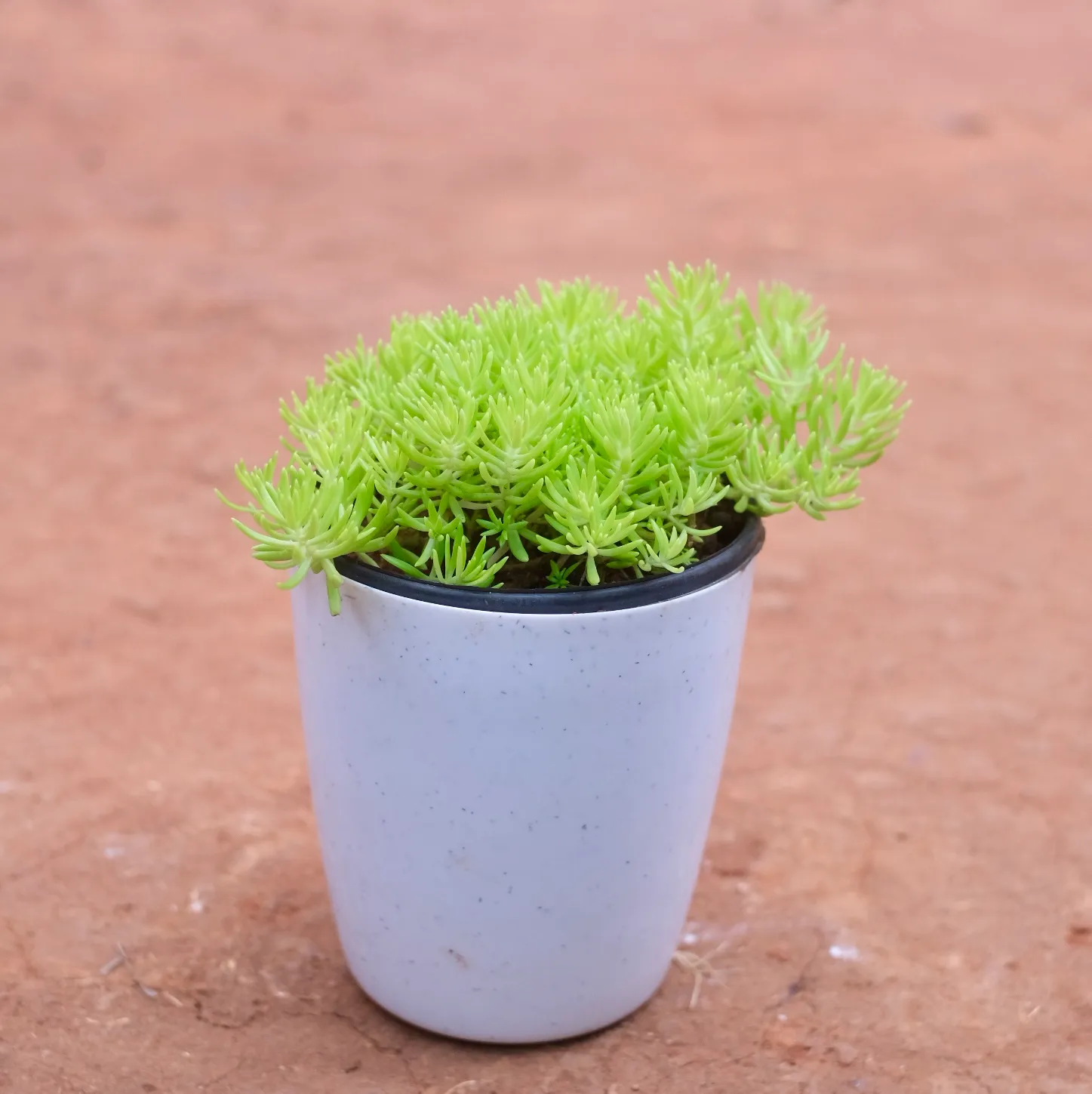 Sedum Yellow Succulent in 5 Inch Cloudy White Round Plastic Pot