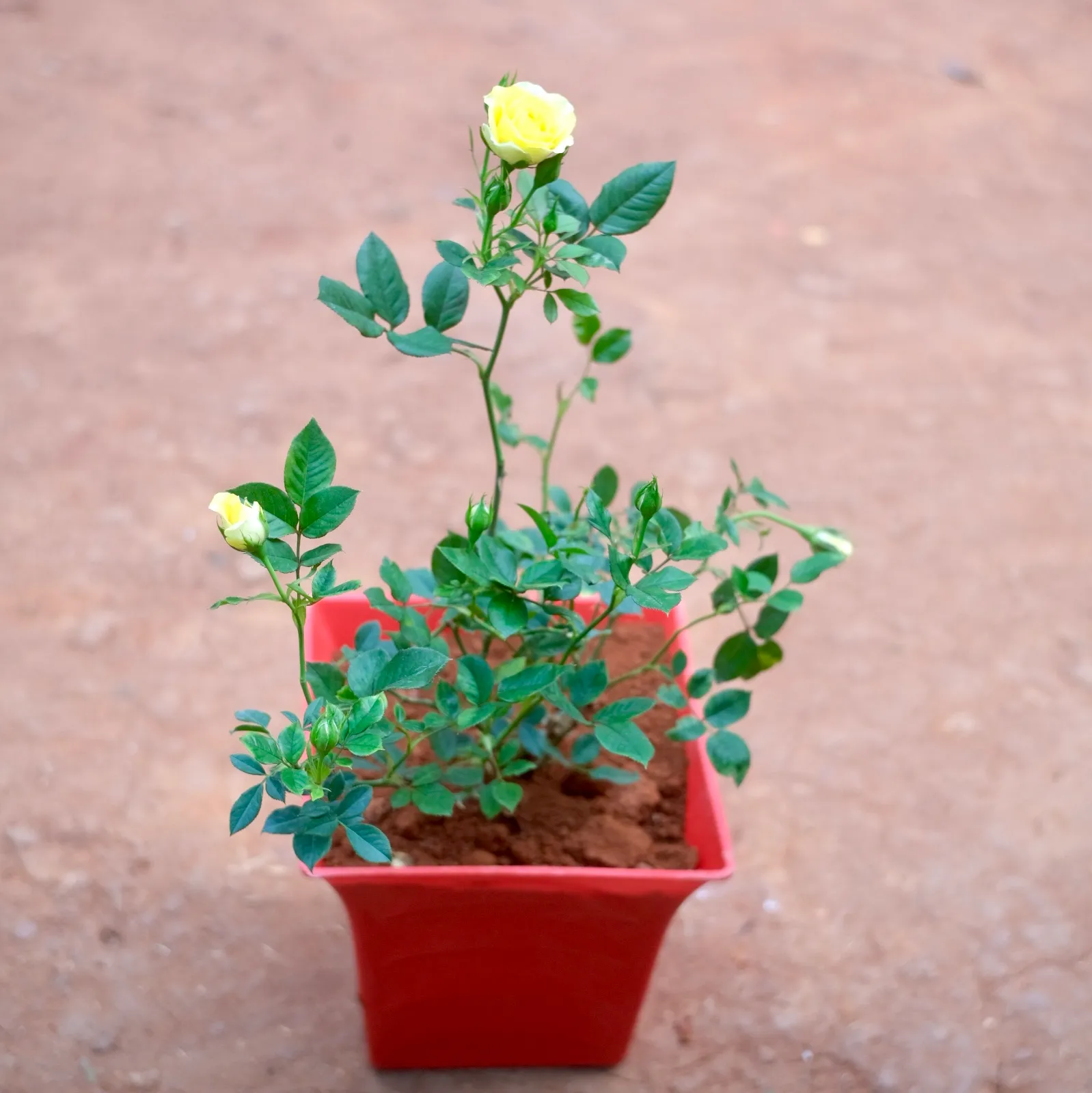Rose Yellow in 8 Inch Red Premium Tokyo Square Plastic Pot