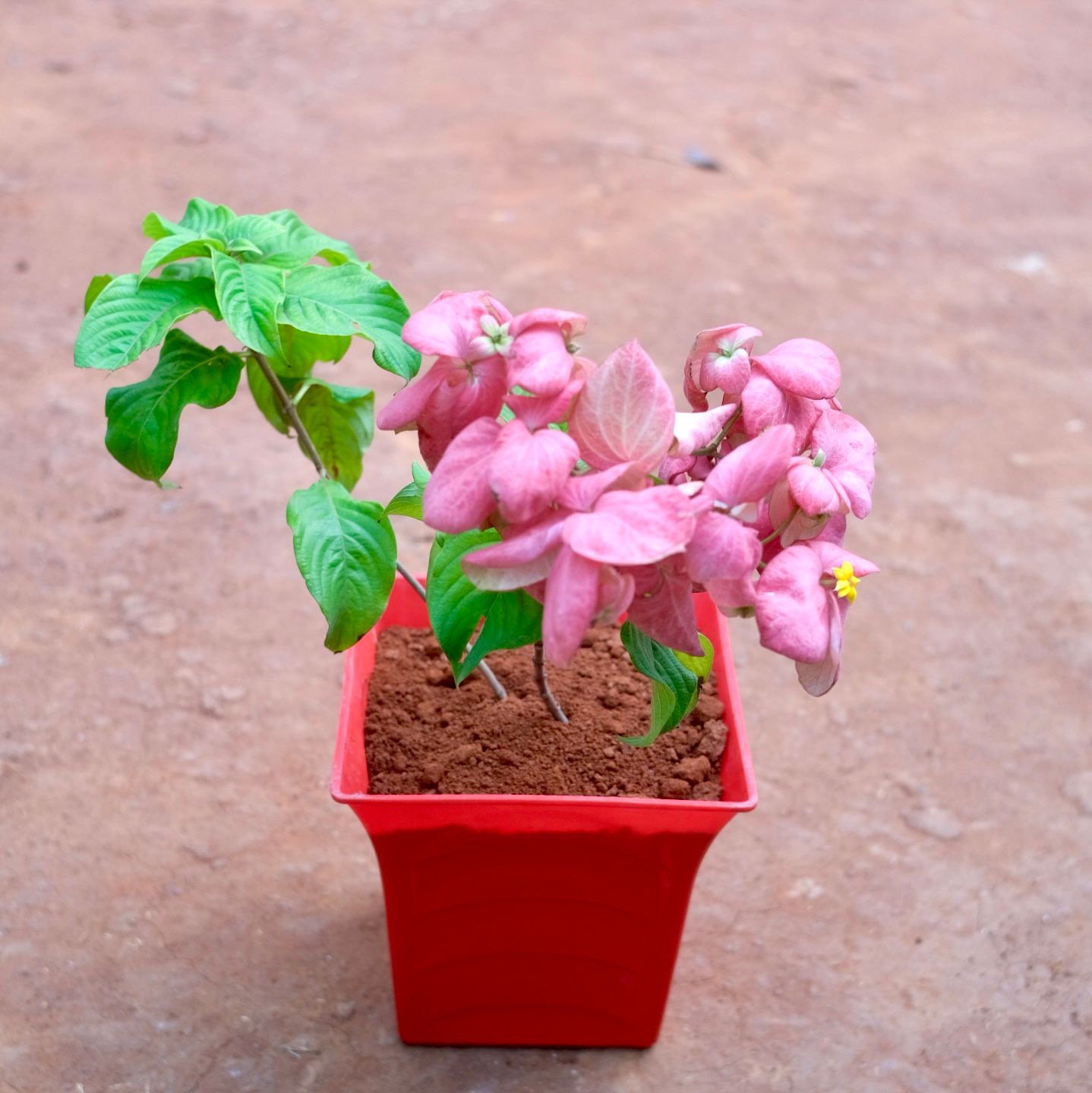 Mussaenda Pink in 8 Inch Red Premium Tokyo Square Plastic Pot