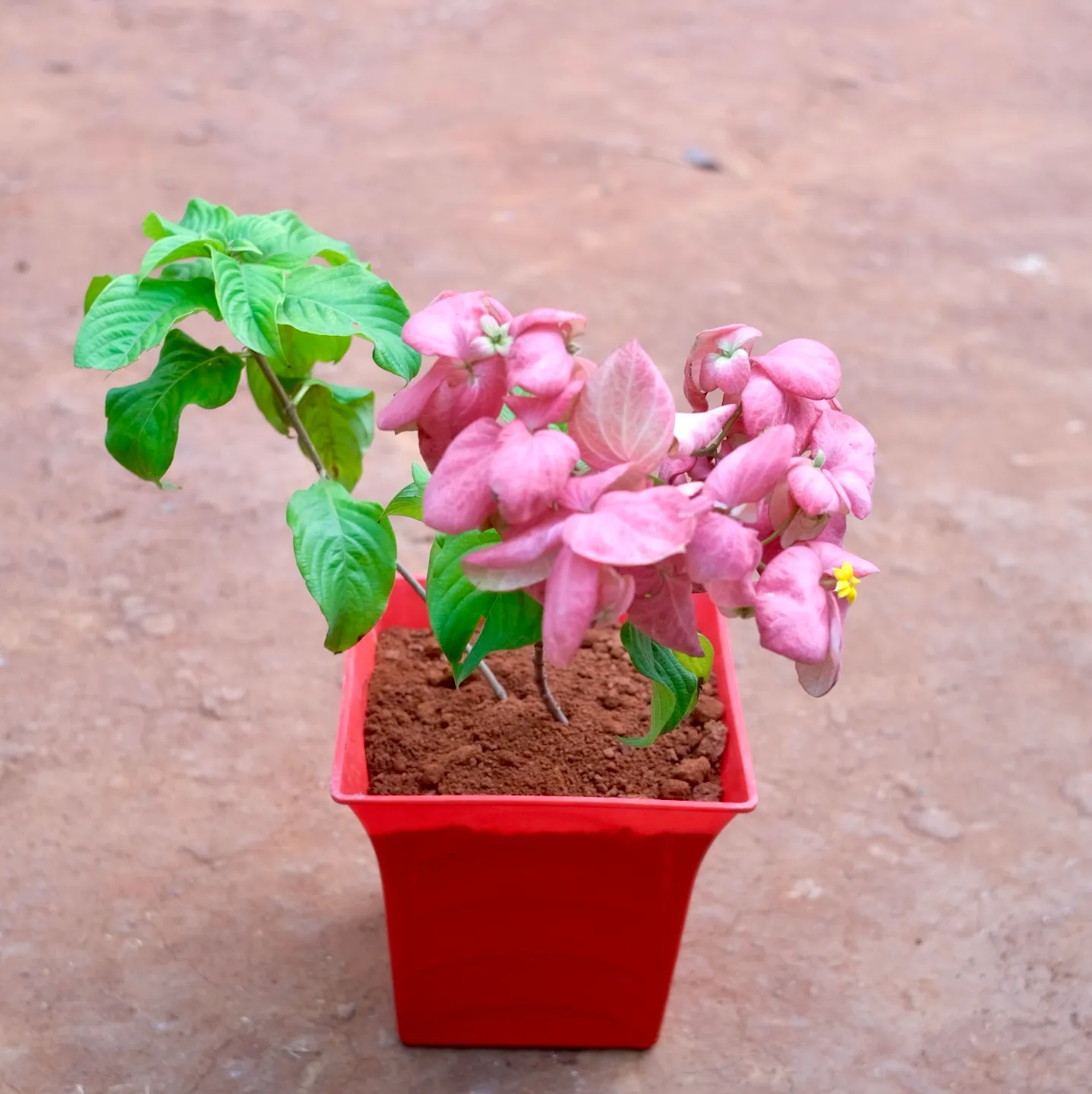 Mussaenda Pink in 8 Inch Red Premium Tokyo Square Plastic Pot